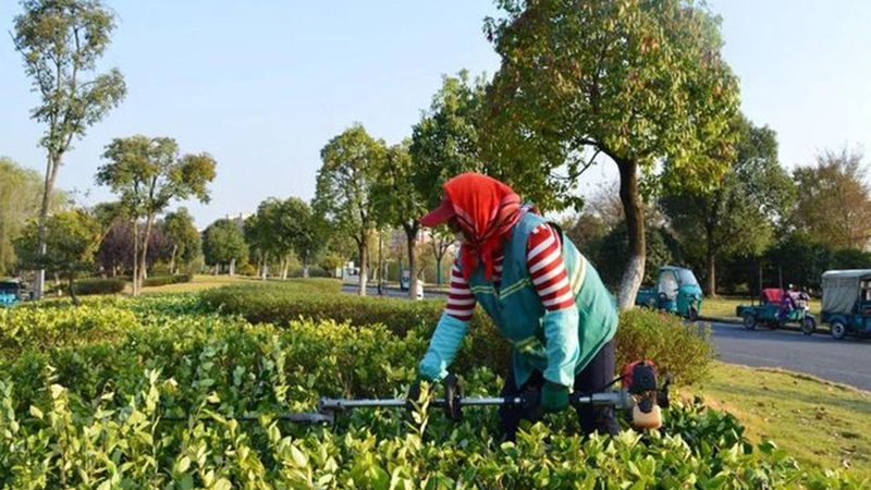 市政绿化养护管理制度：标准与实施要点