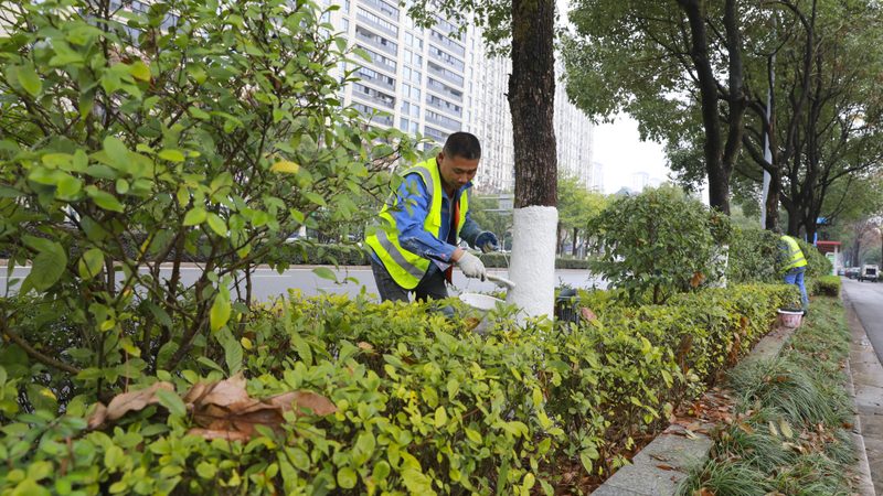 道路绿化设计报价单：揭秘其背后的考量因素